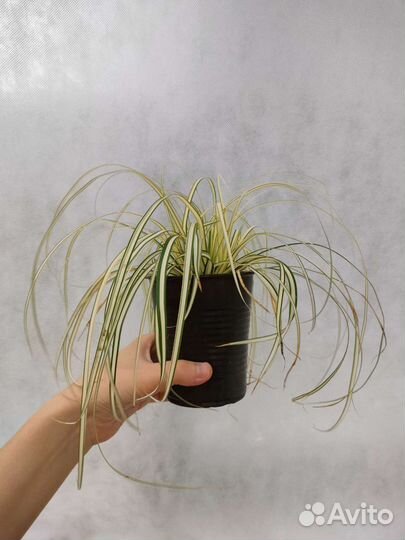 Осока комнатная вариегатная