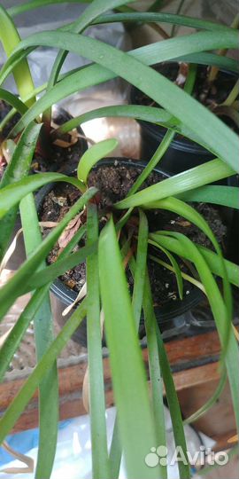 Аспарагус, амарине, габрантус, валлота, зефирантес