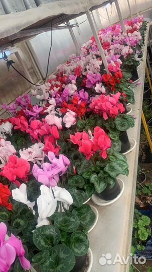 Цикламен к 8 марта оптом