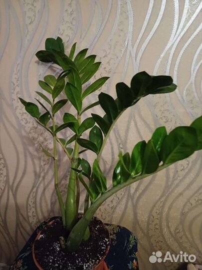 Замиокулькас