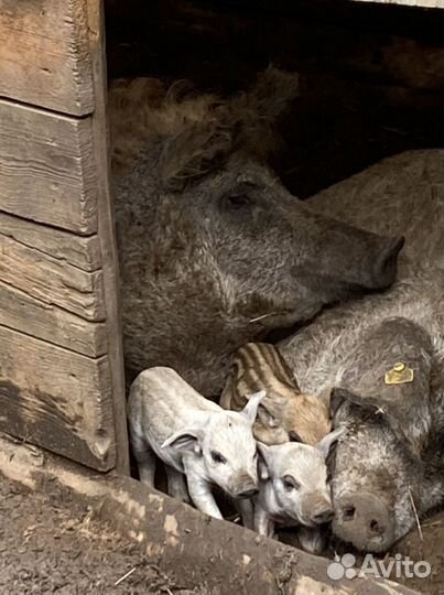 Поросята Венгерская Мангалица (Дмитрий Куцко)