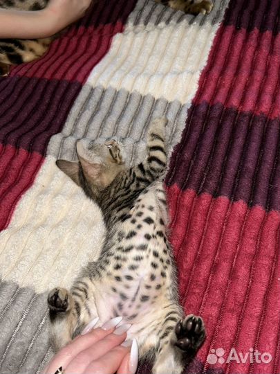 Бенгальская кошка