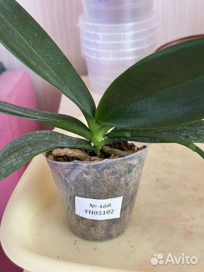 Орхидея фаленопсис биг лип