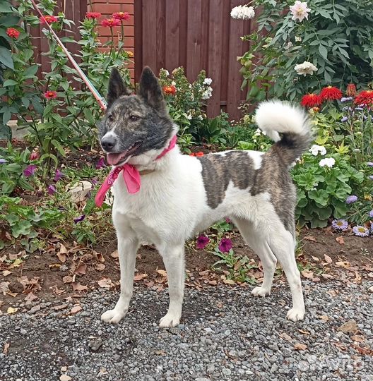 Лайка в дар