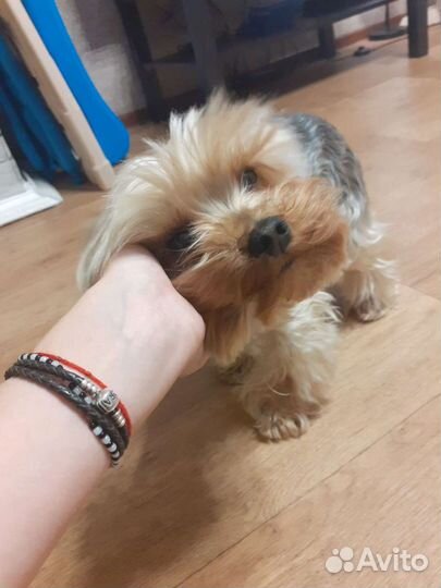 Йоркширский терьер вязка