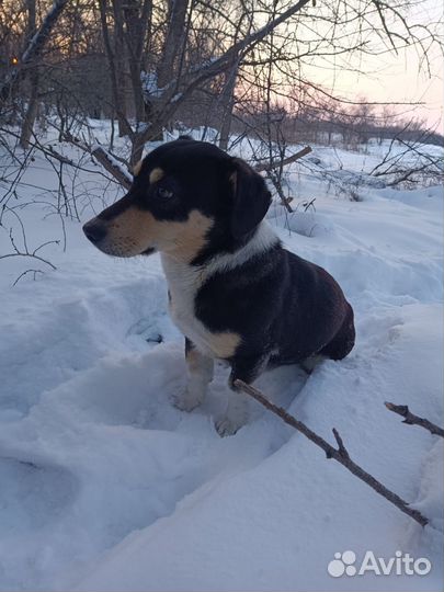 Отдам в добрые руки