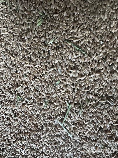 Зерно пшеница, Горох