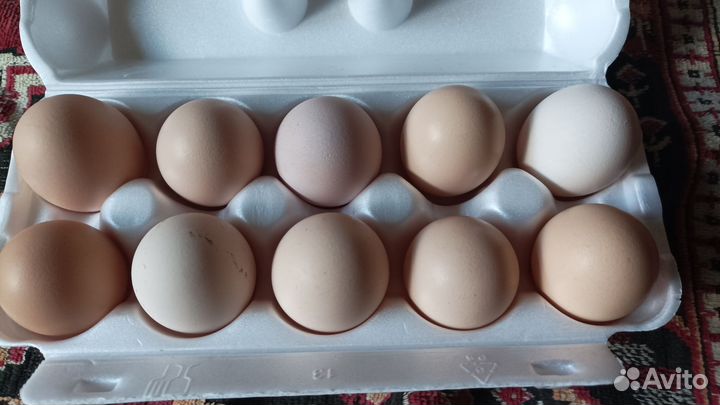 Домашние куриные яйца