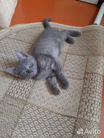 Кошечка от шотландской кошки