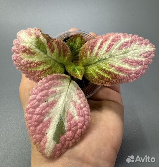 Эписция акварельная