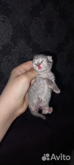 Британские котята