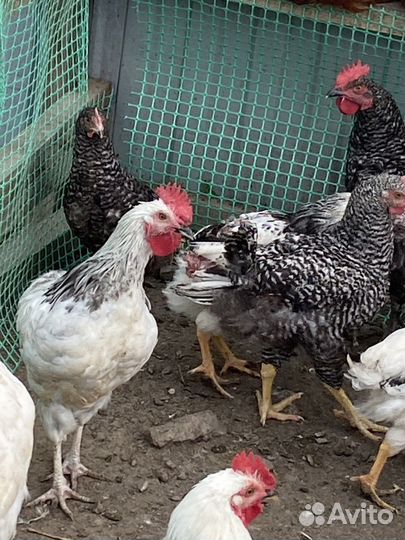 Доминанты петухи куры