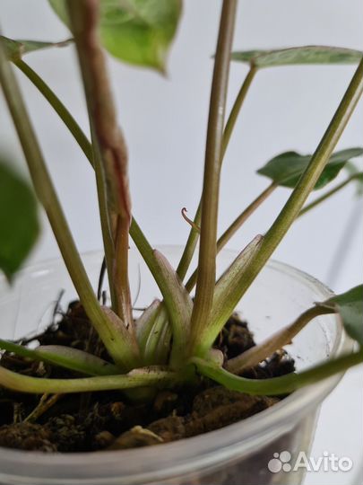 Филодендрон параисо верде