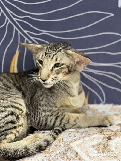 Ориентальная кошка экстрим