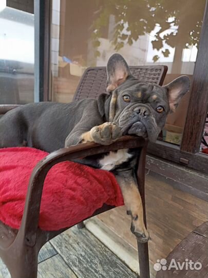Французский бульдог кабель вязка