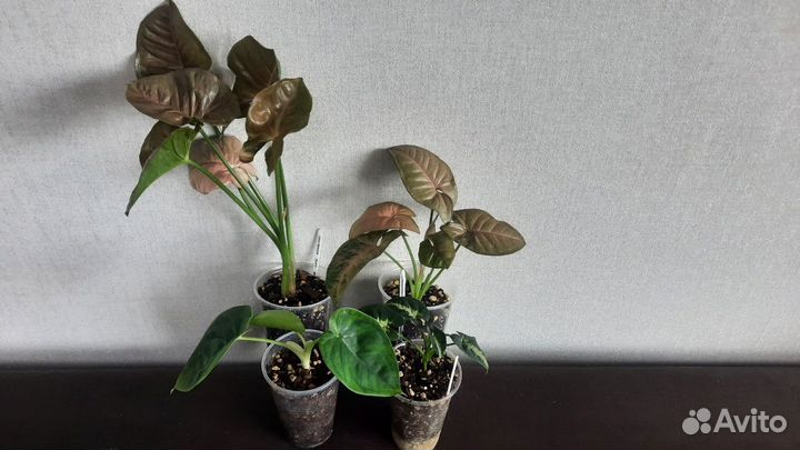 Комнатные растения наборами