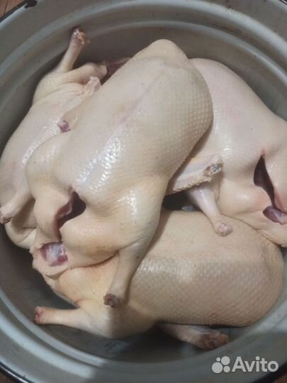 Утка домашняя мясо