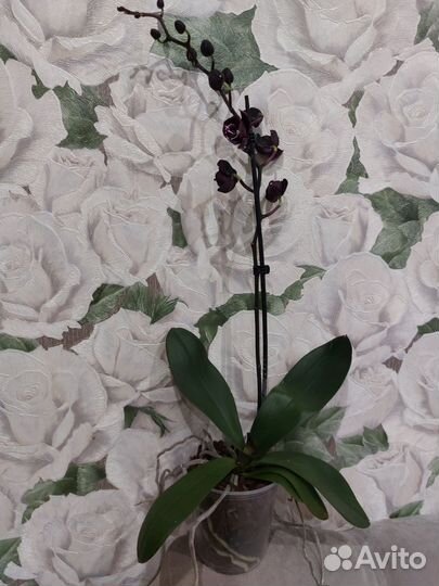 Чёрная орхидея