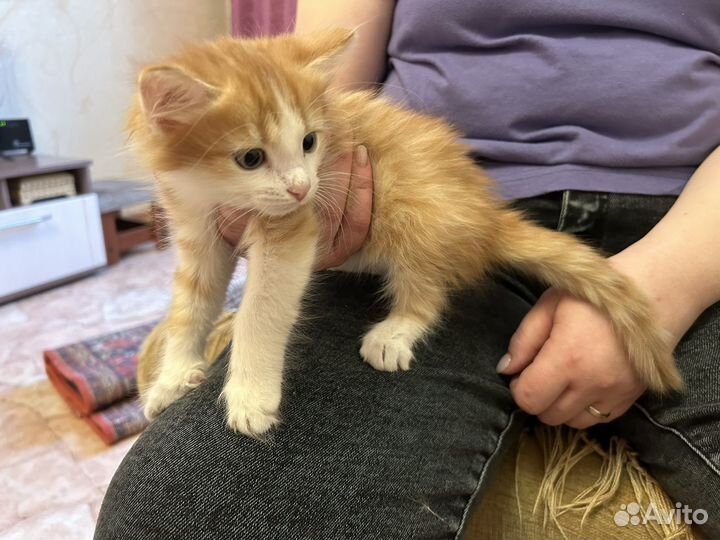 Котенок муж