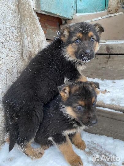 Щенки немецкой овчарки