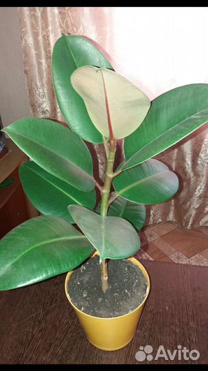 Фикус каучуконосный