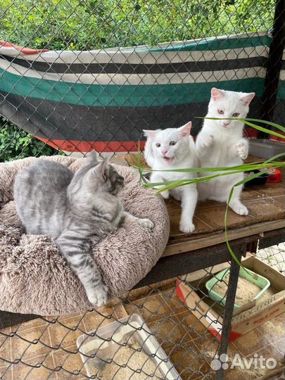 Котенок мальчик