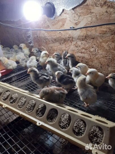 Цыплята суточные