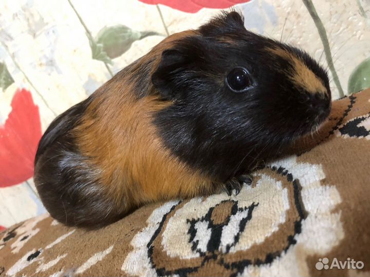 Морская свинка