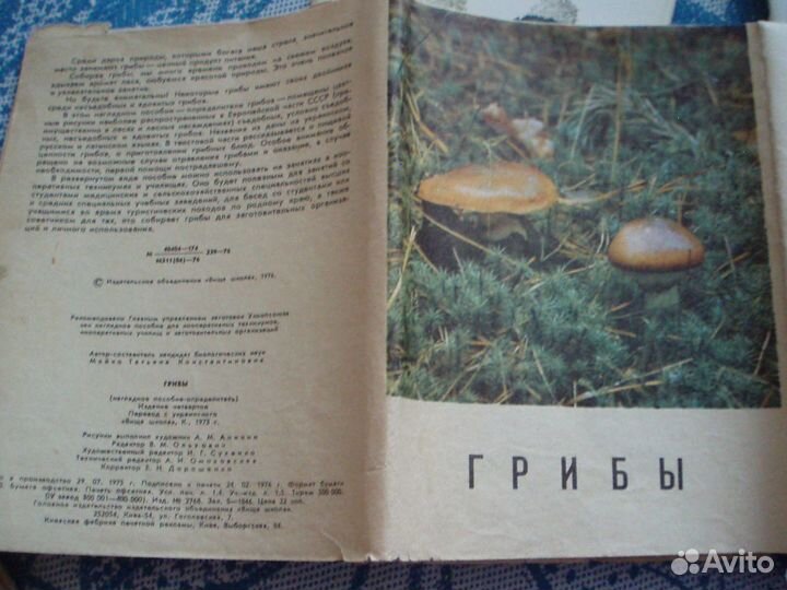 Грибы виды выращивание рецепты открытки