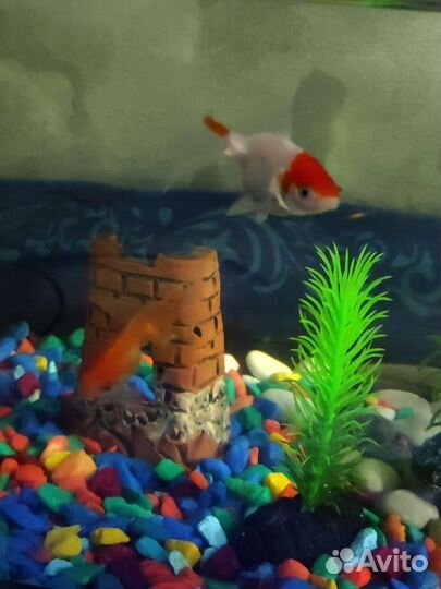 Аквариум