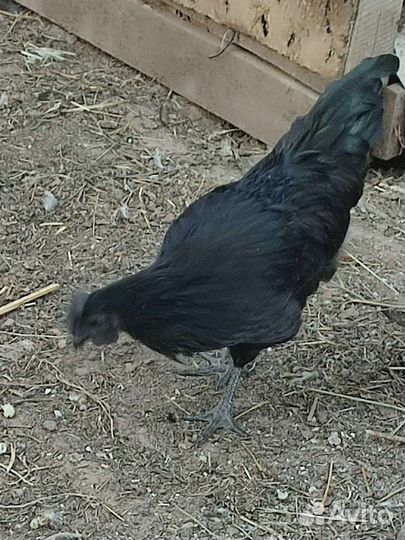 Молодые петухи