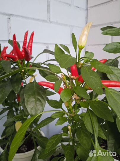 Острые комнатные перчики