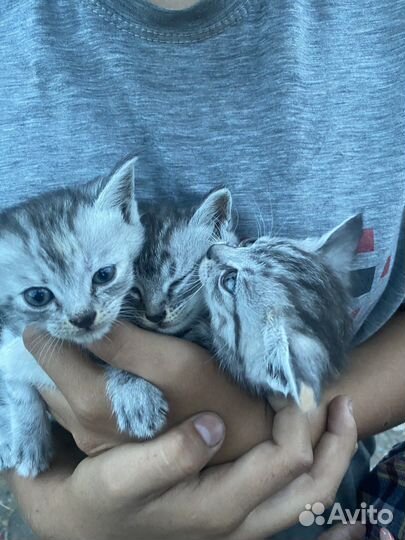 Котята в добрые руки