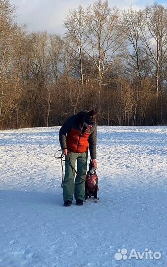 Дрессировка и воспитание собак