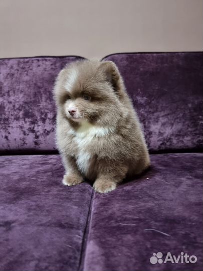 Шпиц лиловый