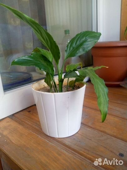 Спатифиллум