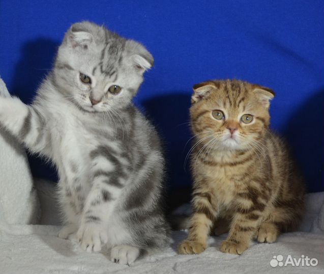 Вислоухие мраморные