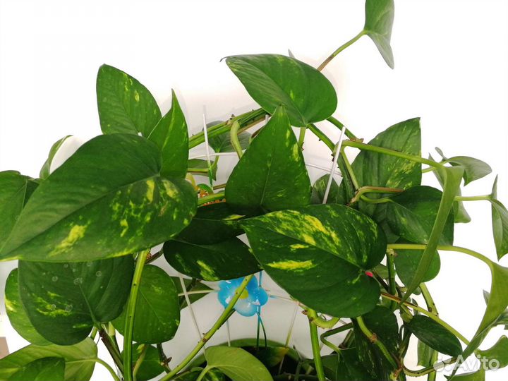 Комнатные цветы Сциндапсус (эпипремнум) золотистый