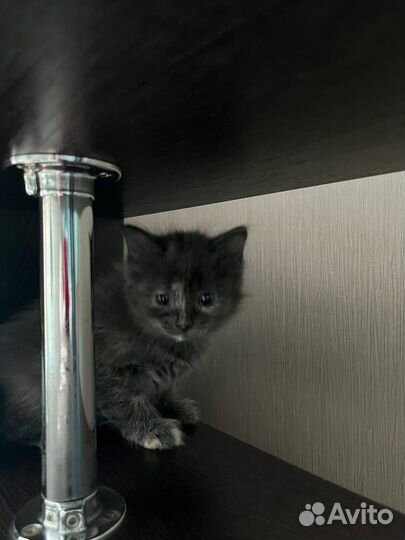 Котёнок девочка 1-1,5 мес в добрые руки