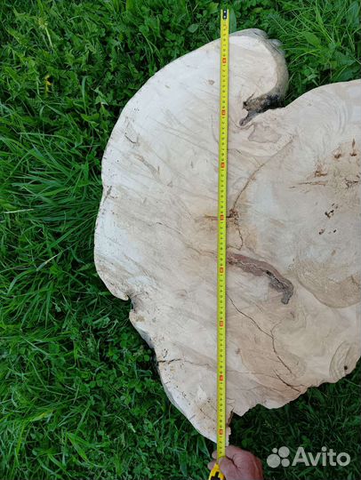 Спил капа березового