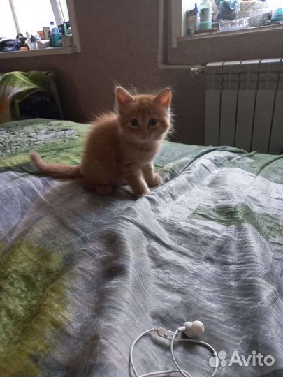 Отдам бесплатно животные