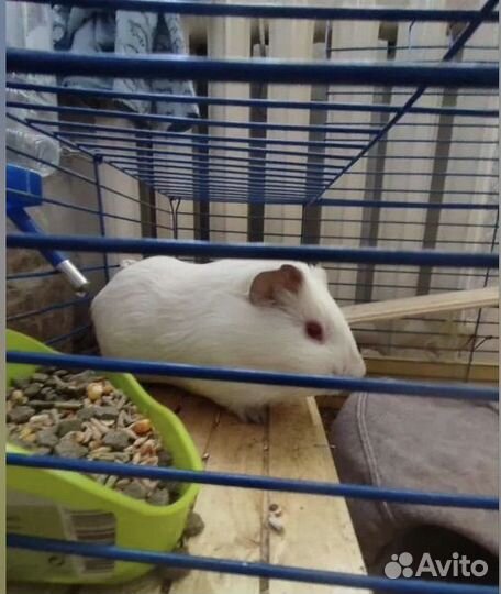 Морская свинка мальчик