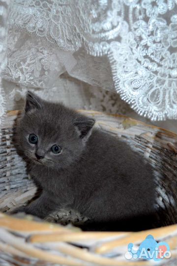 Шотландские котята