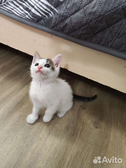 Кошка в дар