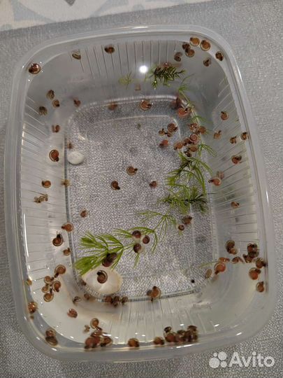 Улитки катушки