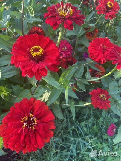 Хризантема