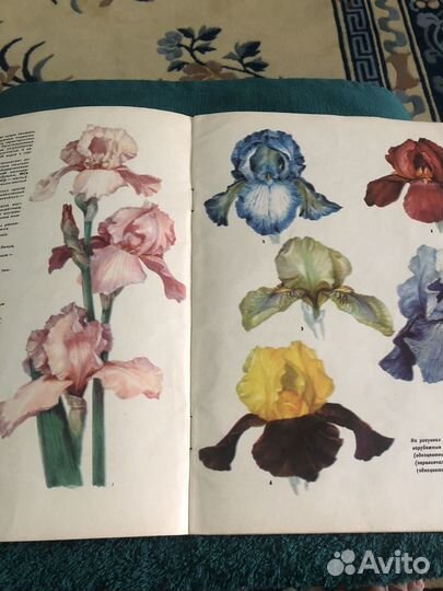Журнал Цветоводство Ирисы