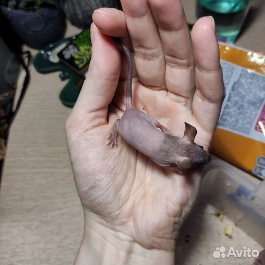 Мышь сфинкс