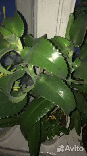 Цветы комнатные