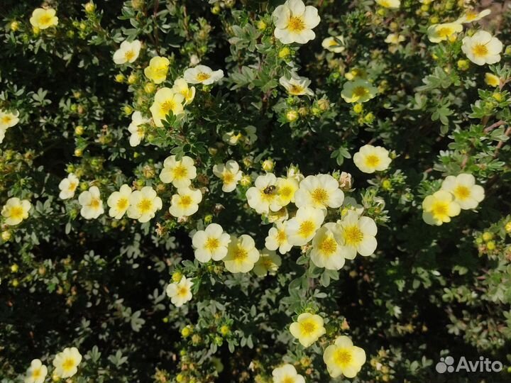 Лапчатка кустарниковая